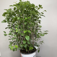 Load image into Gallery viewer, Viburnum Arrowwood Blue Muffin