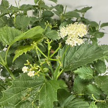 Load image into Gallery viewer, Viburnum Arrowwood Blue Muffin