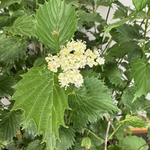 Load image into Gallery viewer, Viburnum Arrowwood Blue Muffin
