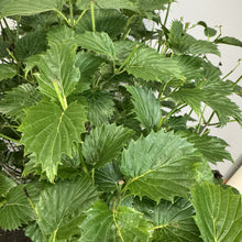 Load image into Gallery viewer, Viburnum Arrowwood Blue Muffin