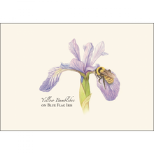 Load image into Gallery viewer, Yellow bumblebee on purple blue flag iris flower notecard with elegant botanical illustration