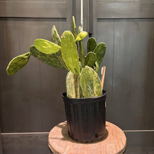 Load image into Gallery viewer, Variegated prickly pear cactus with green and yellow paddle-shaped segments in black pot