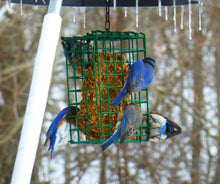 Load image into Gallery viewer, Nut Cake Bird Feeder for Variety Birds: Small
