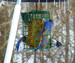 Nut Cake Bird Feeder for Variety Birds: Small