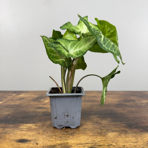 Syngonium 'White Butterfly' Arrowhead Plant