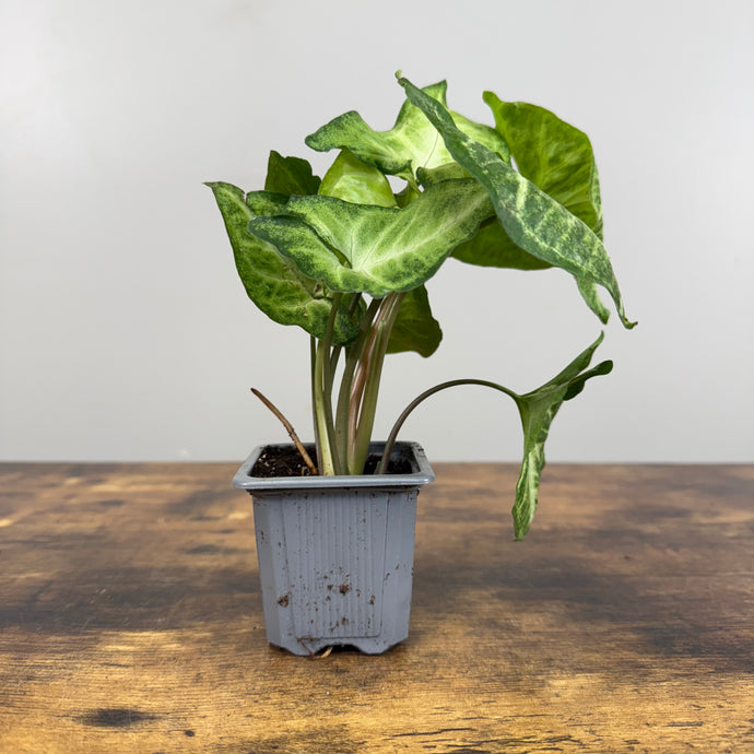 Syngonium 'White Butterfly' Arrowhead Plant