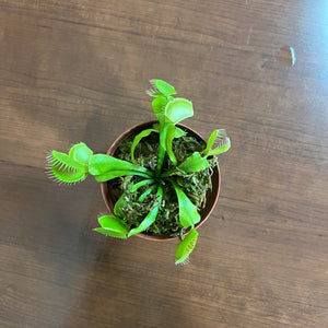 Dionaea 'Venus Fly Trap'