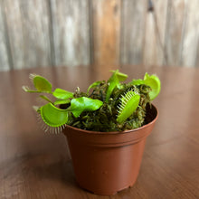 Load image into Gallery viewer, Dionaea &#39;Venus Fly Trap&#39; with Dome