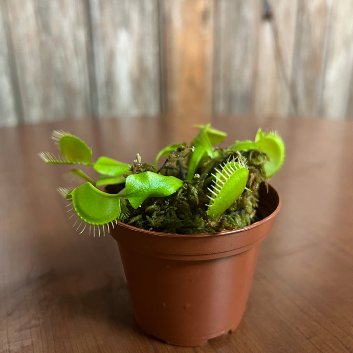 Dionaea 'Venus Fly Trap' with Dome