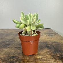 Load image into Gallery viewer, Cotyledon tomentosa 'Bear Paw Cactus'