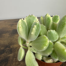 Load image into Gallery viewer, Cotyledon tomentosa 'Bear Paw Cactus'