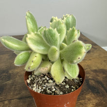 Load image into Gallery viewer, Cotyledon tomentosa 'Bear Paw Cactus'