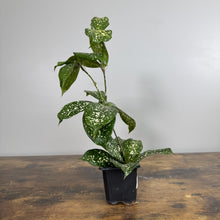 Load image into Gallery viewer, Dracaena Godseffiana 'Florida Beauty'