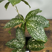 Load image into Gallery viewer, Dracaena Godseffiana 'Florida Beauty'