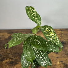 Load image into Gallery viewer, Dracaena Godseffiana 'Florida Beauty'