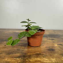 Load image into Gallery viewer, Hoya 'Mathilde'