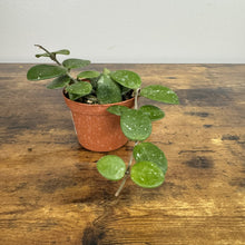 Load image into Gallery viewer, Hoya 'Mathilde'