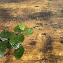 Load image into Gallery viewer, Hoya 'Mathilde'
