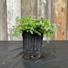 Load image into Gallery viewer, Thyme Elfin perennial plant with small green leaves and purple flowers in black nursery pot