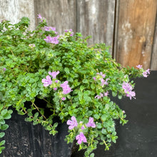 Load image into Gallery viewer, Thyme Elfin perennial plant with small green leaves and delicate purple flowers in container