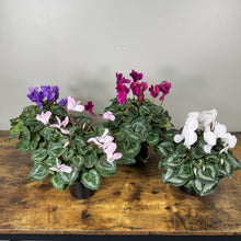 Load image into Gallery viewer, Cyclamen
