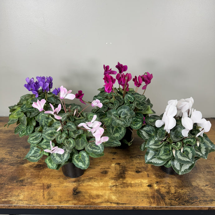 Cyclamen
