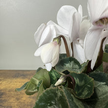 Load image into Gallery viewer, Cyclamen