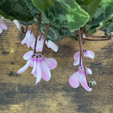 Load image into Gallery viewer, Cyclamen