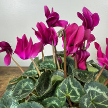 Load image into Gallery viewer, Cyclamen