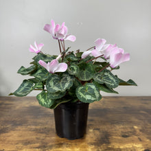 Load image into Gallery viewer, Cyclamen