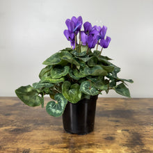 Load image into Gallery viewer, Cyclamen