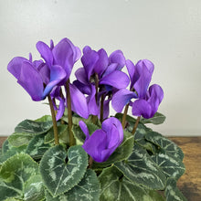 Load image into Gallery viewer, Cyclamen
