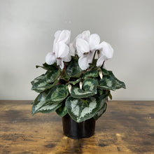 Load image into Gallery viewer, Cyclamen