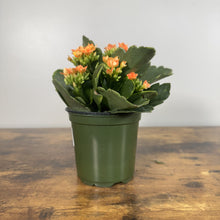 Load image into Gallery viewer, Kalanchoe plant with orange coral flowers in green plastic pot on wooden surface