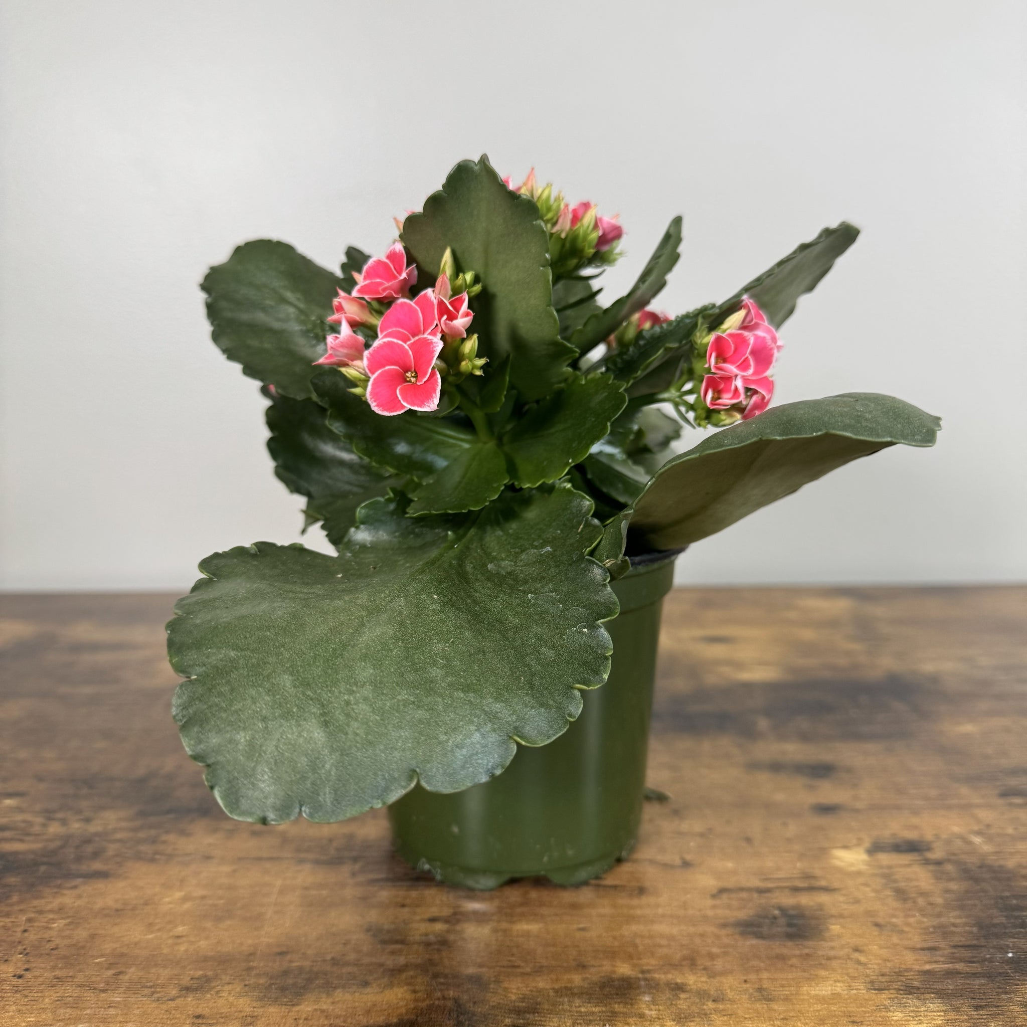 is a kalanchoe plant indoor or outdoor Vibrant Kalanchoe Succulents