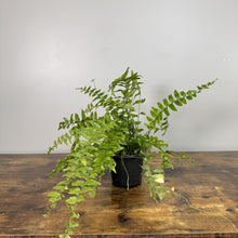 Load image into Gallery viewer, Nephrolepis 'True Boston' Fern