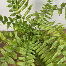 Load image into Gallery viewer, Nephrolepis 'True Boston' Fern