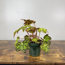 Load image into Gallery viewer, Rex Begonia 'Geometry' houseplant with variegated green leaves and red stems in dark green pot