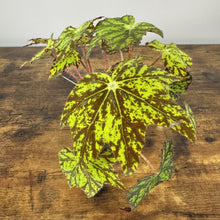 Load image into Gallery viewer, Rex Begonia 'Geometry' plant with vibrant green spotted leaves and red stems on wooden surface