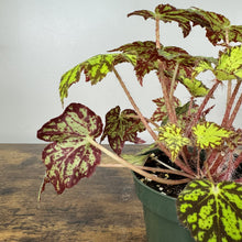 Load image into Gallery viewer, Rex Begonia 'Geometry' plant in green pot with colorful variegated leaves and fuzzy stems
