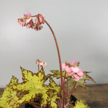 Load image into Gallery viewer, Rex Begonia Geometry plant with chartreuse spotted leaves and pink flowers on tall stems