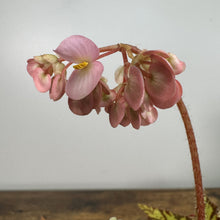 Load image into Gallery viewer, Rex Begonia 'Geometry' plant with pink and bronze rounded leaves on reddish stems