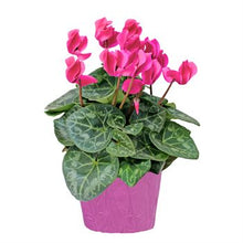 Load image into Gallery viewer, Cyclamen