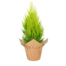 Load image into Gallery viewer, Cypress Goldcrest