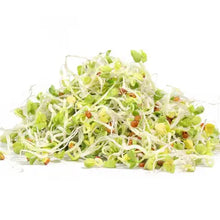 Load image into Gallery viewer, Fresh green and white daikon radish microgreens sprouted from organic seeds