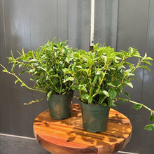 Load image into Gallery viewer, Two healthy Peperomia Amigo Marcello plants in black pots on wooden table