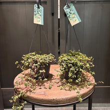Load image into Gallery viewer, Two Pilea glauca Aquamarine hanging basket plants with trailing green foliage on wooden table