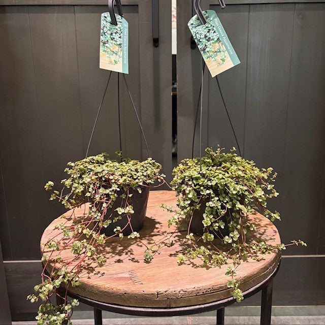 hanging pilea plant Pilea glauca 'Aquamarine'