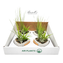 Load image into Gallery viewer, Air Plant