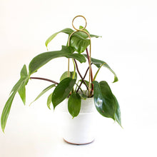 Load image into Gallery viewer, Gold metal plant stake with circular pompom design supporting green climbing plant in white pot